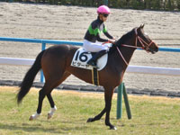 新馬　本馬場入場