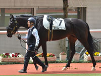 未勝利　パドック