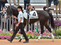 未勝利　パドック