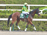 第29回 ユニコーンステークス （GIII）　本馬場入場