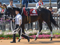 第72回 京都新聞杯 （GII）　パドック