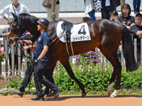 未勝利　パドック