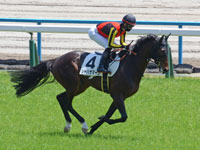 未勝利　キャンター