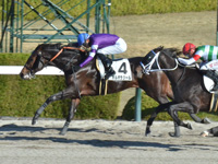 阪神1R　未勝利　ポルポラジール