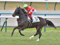 新馬　キャンター