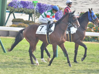 未勝利　本馬場入場