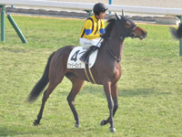 未勝利　本馬場入場