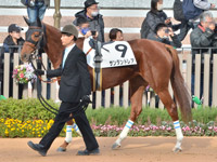 新馬　パドック