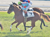 新馬　キャンター