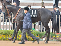 万両賞 （1勝クラス）　パドック