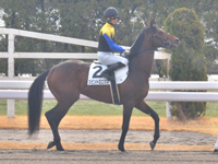 未勝利　本馬場入場