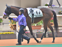未勝利　パドック