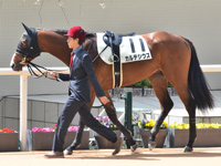 未勝利　パドック