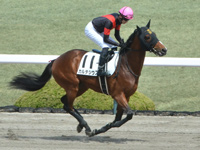 未勝利　キャンター