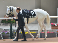君子蘭賞 （1勝クラス）　パドック