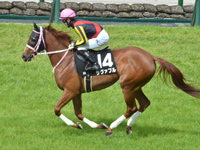 本馬場入場