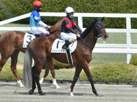 未勝利　本馬場入場