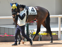 未勝利　パドック