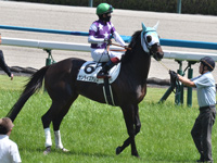 1勝クラス　本馬場入場