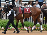 第73回 京都新聞杯（ＧII）　パドック