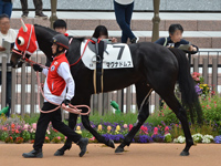 未勝利　パドック