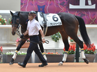 1600m芝　パドック
