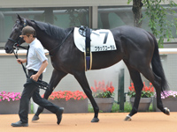 新馬　パドック