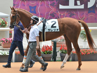 新馬　パドック