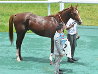 新馬　口取り