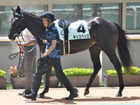 新馬　パドック