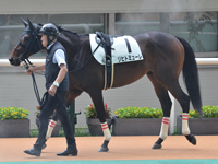 未勝利　パドック