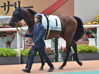 新馬　パドック