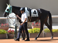 未勝利　パドック