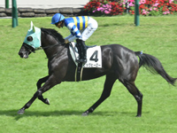 未勝利　キャンター