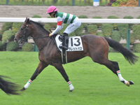 新馬　キャンター