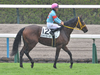 新馬　本馬場入場