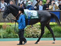 第11回 サウジアラビアロイヤルカップ （GIII）　パドック