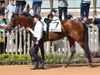 新馬　パドック