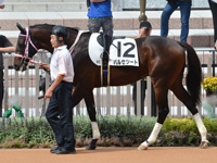 新馬　パドック