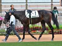 未勝利　パドック