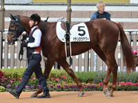 新馬　パドック