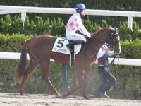 新馬　本馬場入場