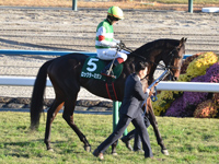 第12回 京都2歳ステークス （GIII）　本馬場入場