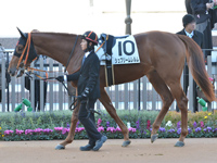 未勝利　パドック