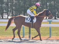 未勝利　本馬場入場