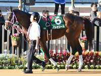 第12回 京都2歳ステークス （GIII）　パドック