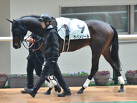 新馬　パドック