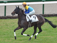 新馬　キャンター