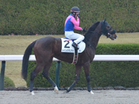 未勝利　本馬場入場