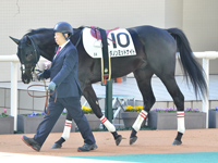 新馬　パドック